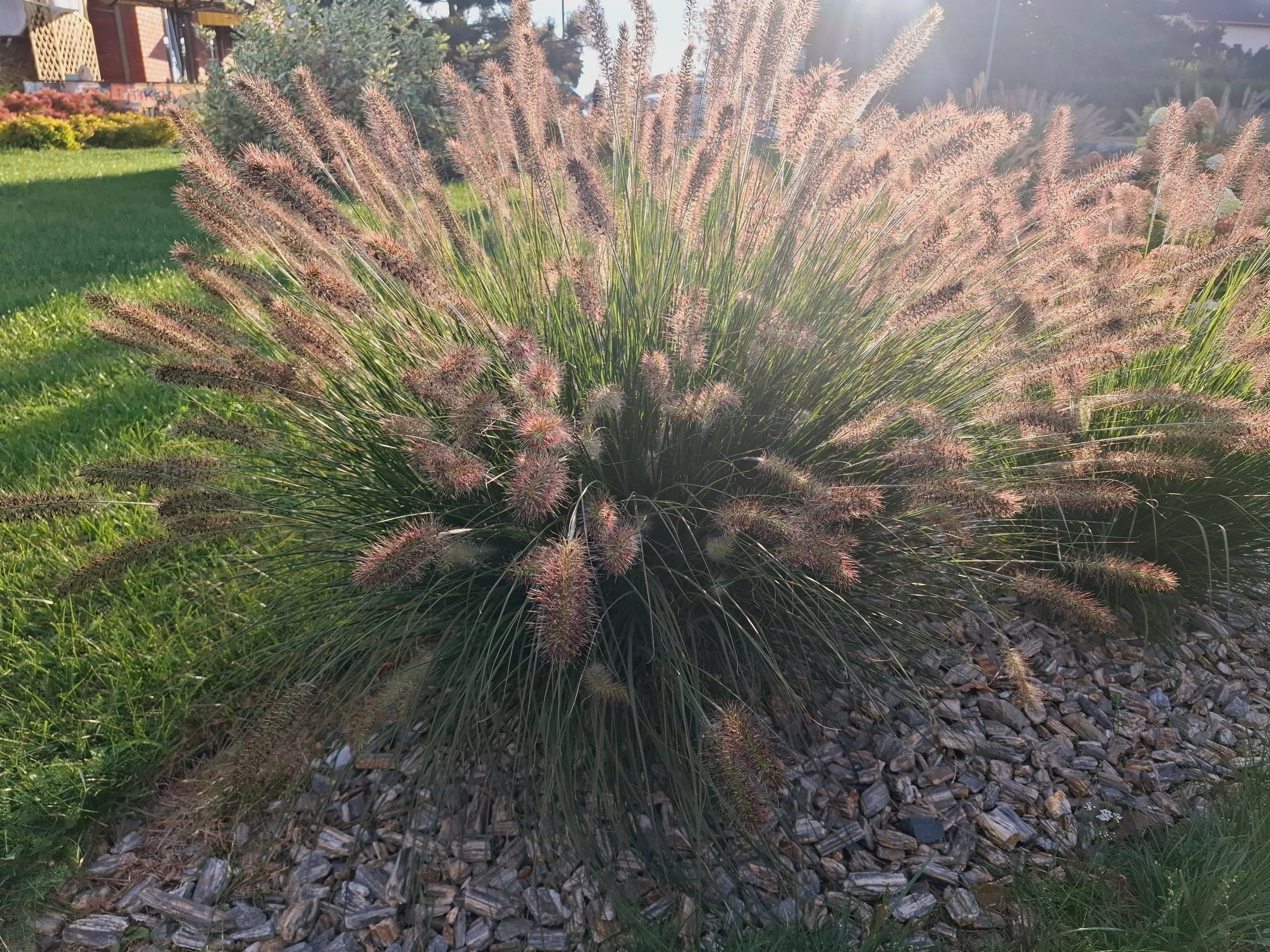 Soruolė Black Beauty