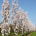 Sakura Amanogawa glaustašakė (vazone)