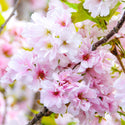 Sakura Amanogawa glaustašakė (vazone)