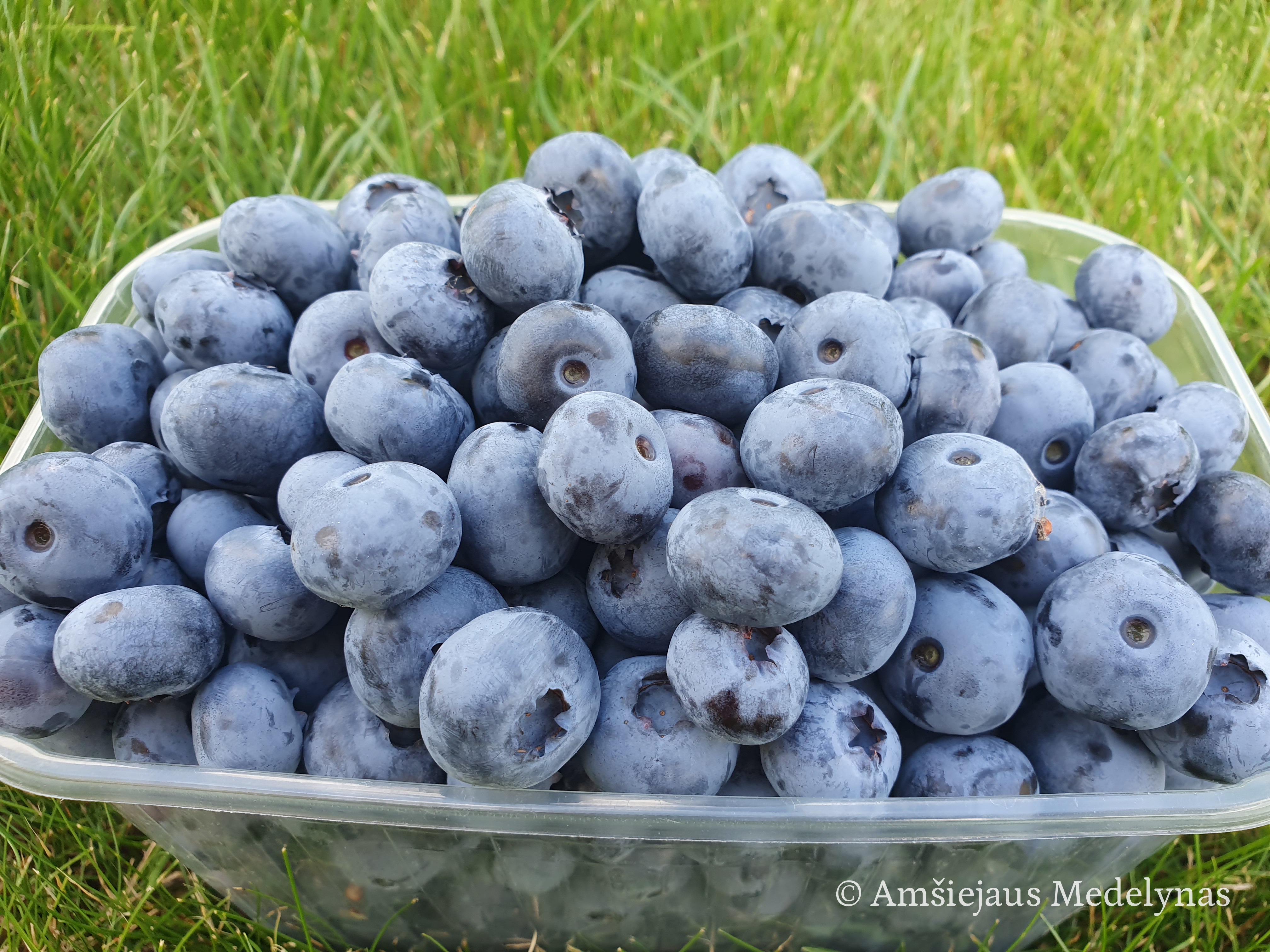 Šilauogė Chandler (trimetė)