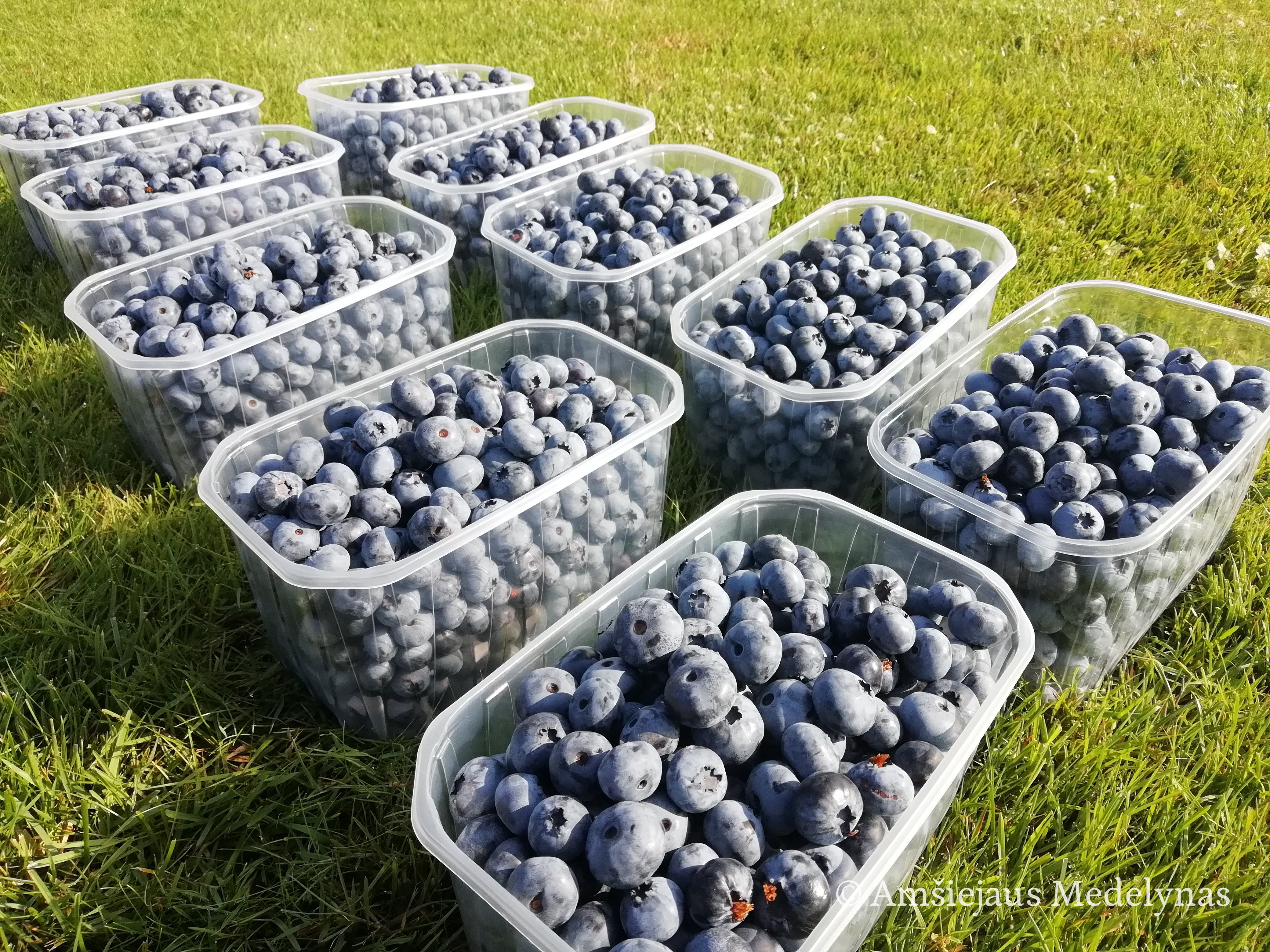 Šilauogė Bluegold (trimetė)