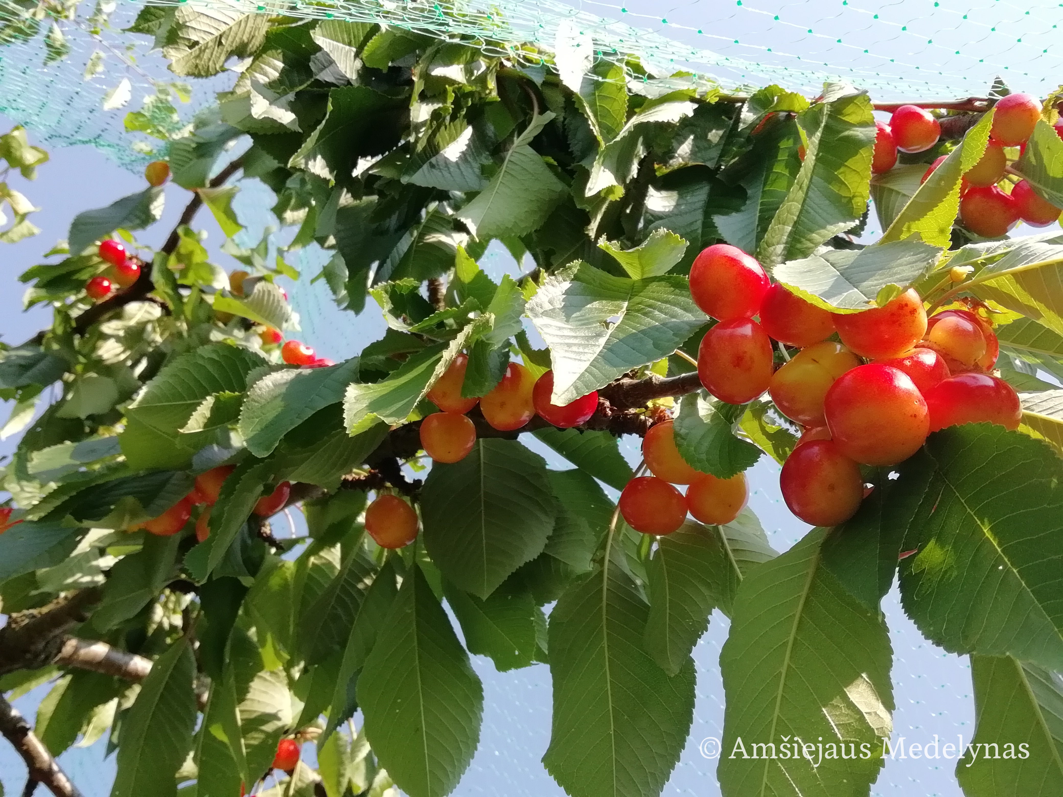 Trešnė Ringaudė (vazone)