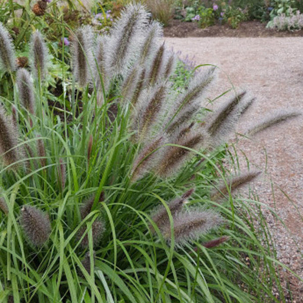 Soruolė Black Beauty