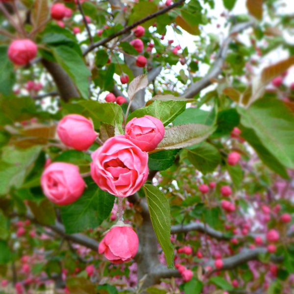 Rojaus obelis Brandywine (vazone)