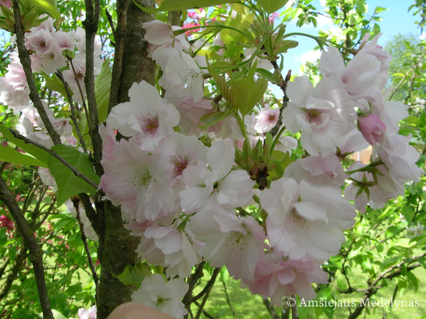 Sakura Amanogawa Background