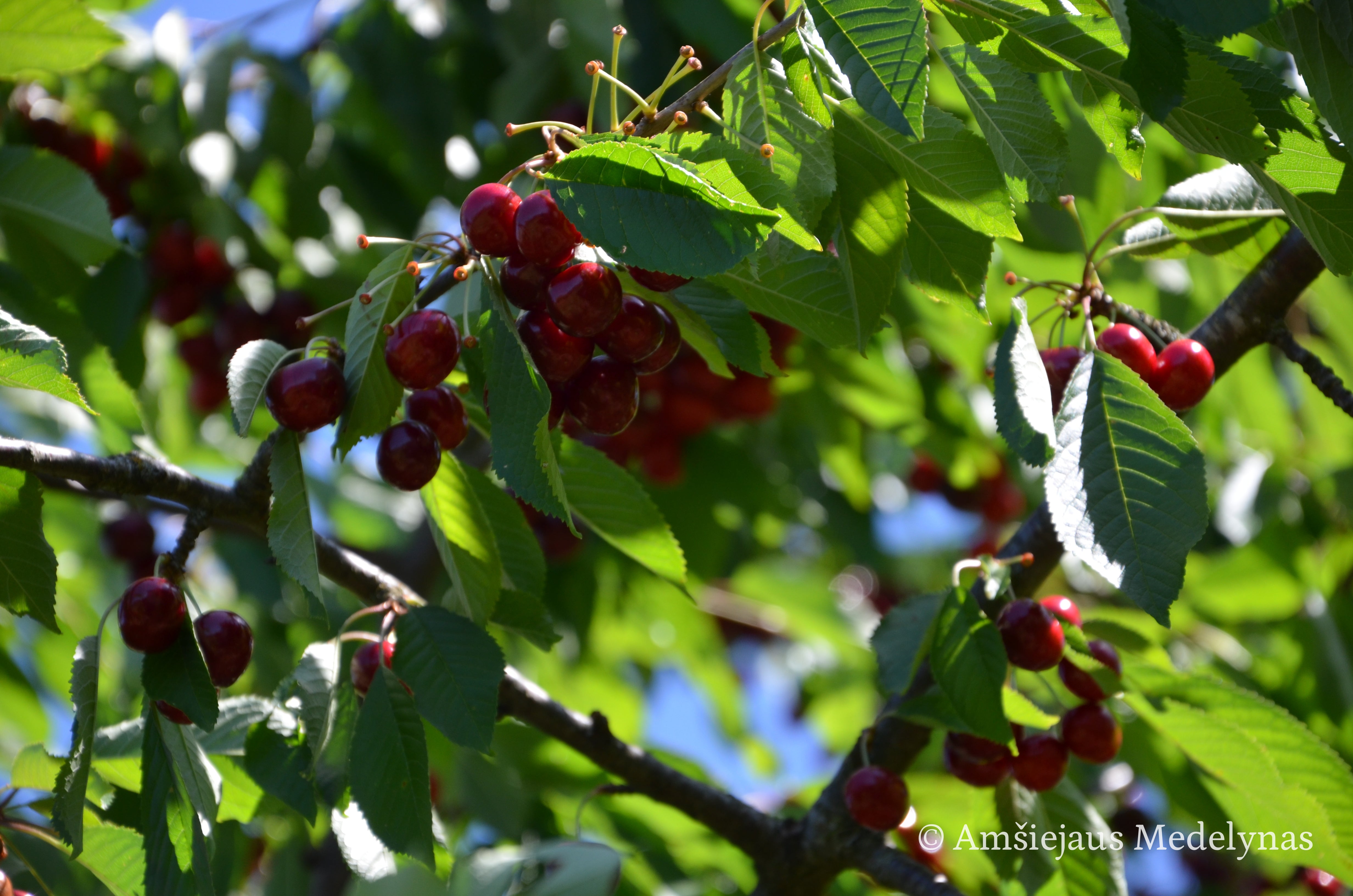 Trešnė Tamara (vazone)