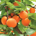 Abrikosas Early Orange (vazone)