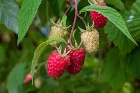 Vasarinė avietė Glen Ample (5 vnt. +1 dovanų)