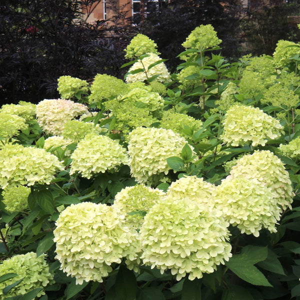 Šluotelinė hortenzija Limelight