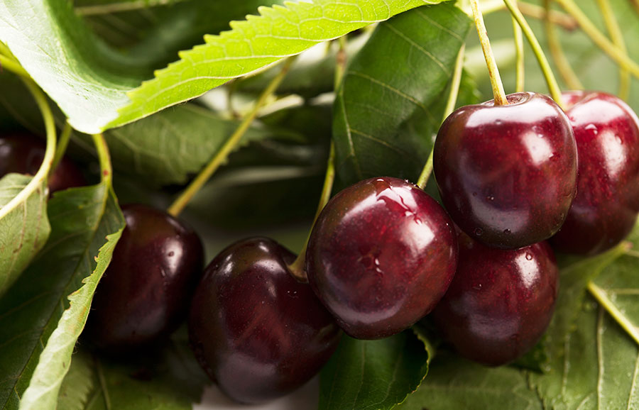 Trešnė Jacinta (vazone)