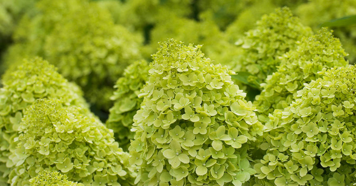 Šluotelinė hortenzija Limelight