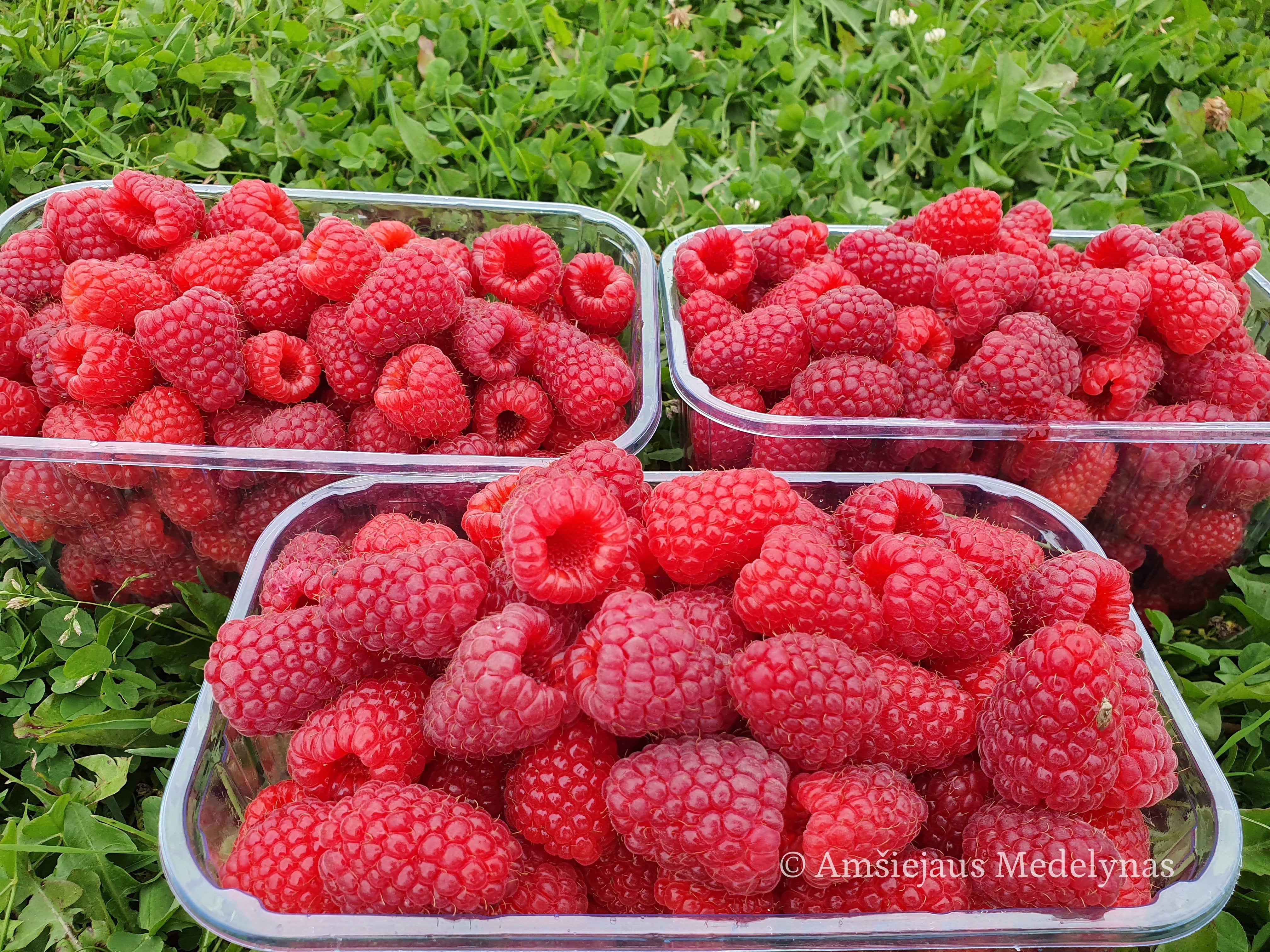 Remontantinės avietės (pakuotė 5 vnt. + 1 vnt. dovanų)