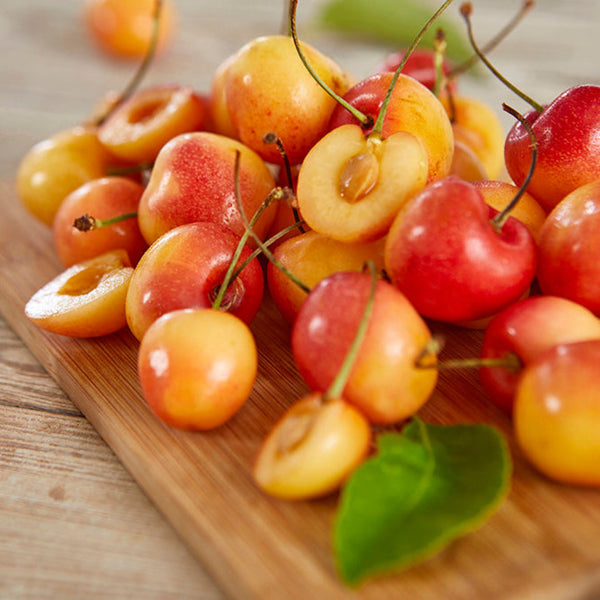 Trešnė Rainier (vazone)