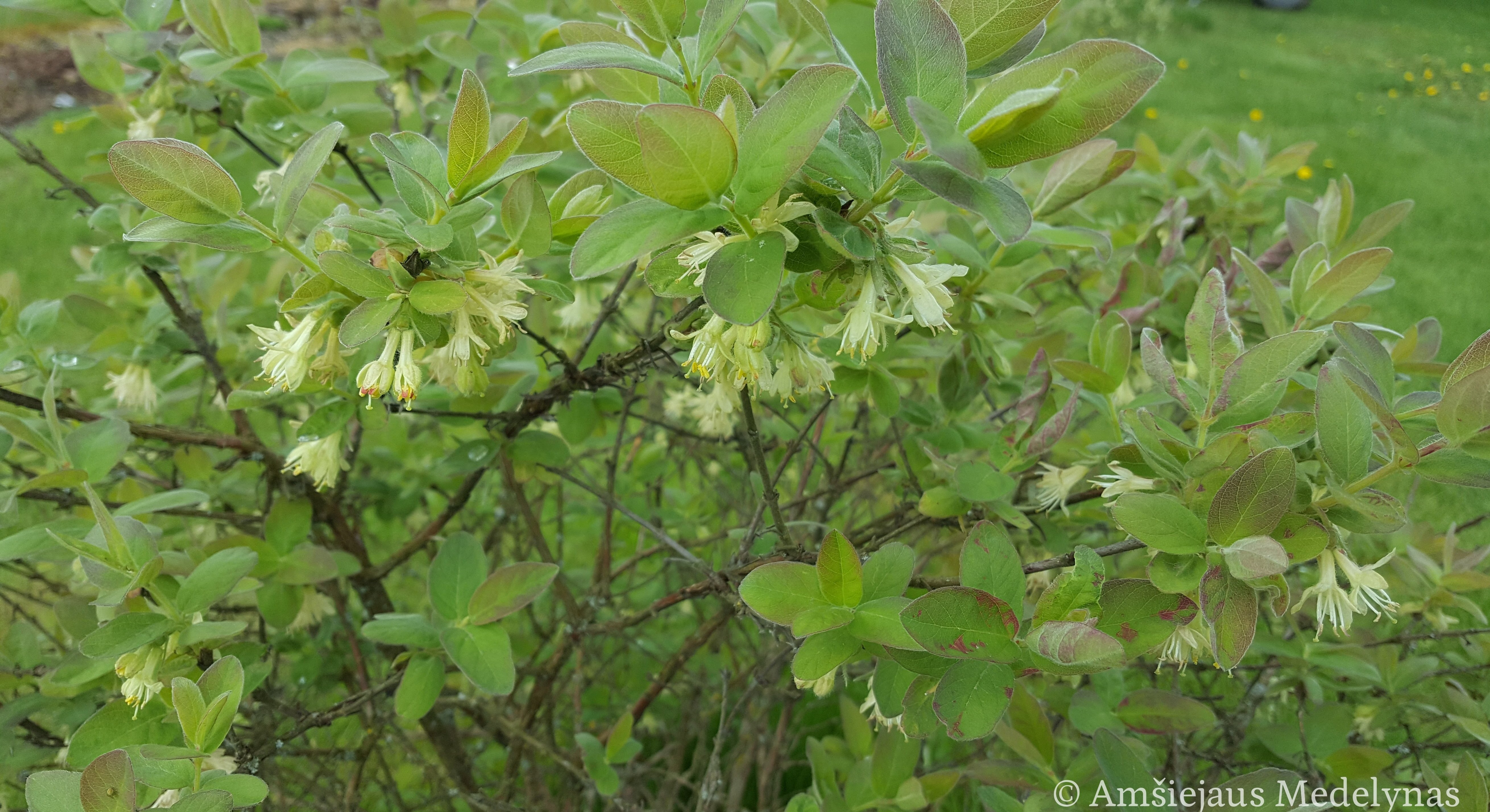 Valgomasis sausmedis Boreal Beauty