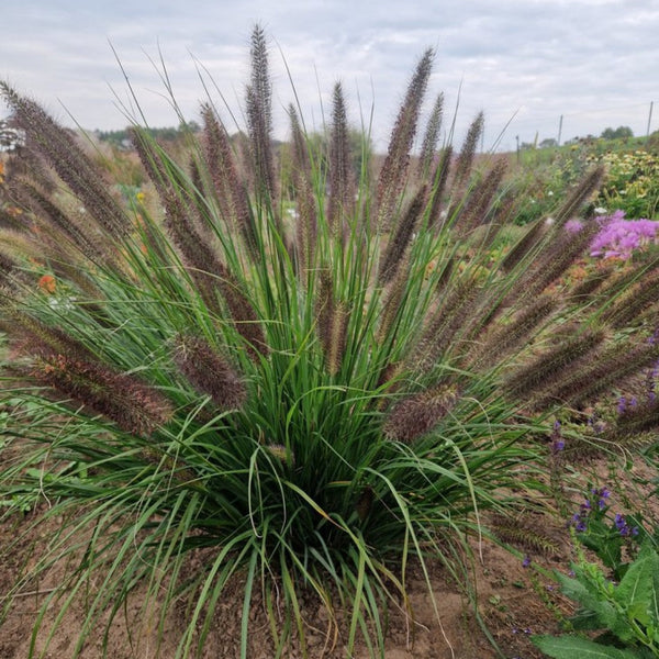 Soruolė Black Beauty