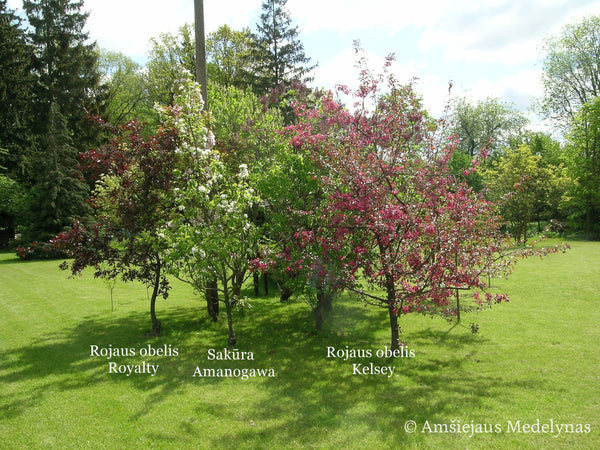 Sakura Amanogawa glaustašakė (vazone)