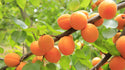 Abrikosas Early Orange Background