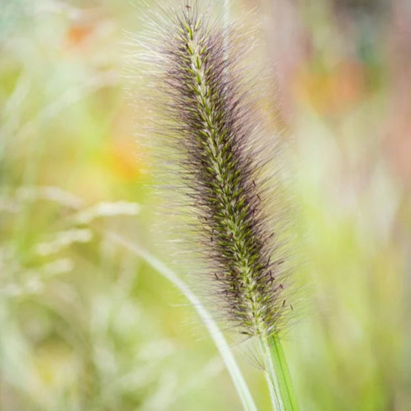 Soruolė Black Beauty