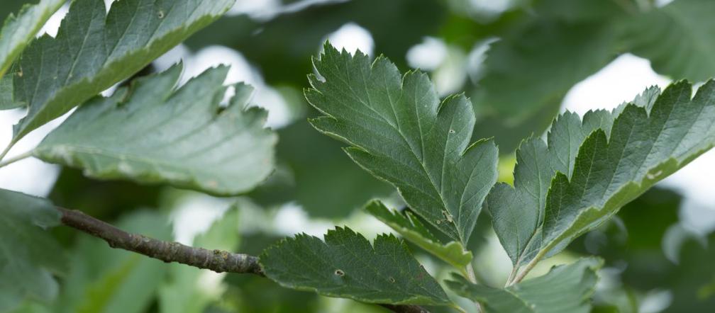 Švediškas šermukšnis Intermedia (vazone)