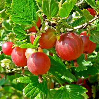 Agrastai