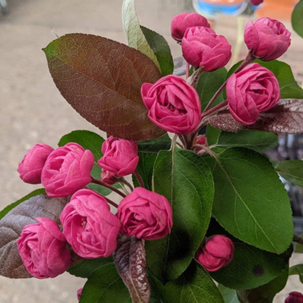 Rojaus obelis Brandywine (vazone)