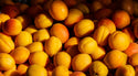 Abrikosas Early Orange (vazone)