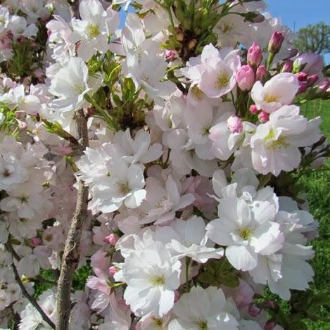 Sakura Amanogawa glaustašakė (vazone)