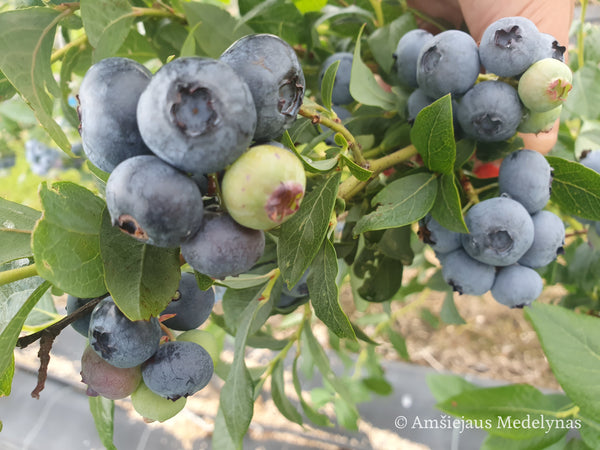 Šilauogė Bluecrop (trimetė)