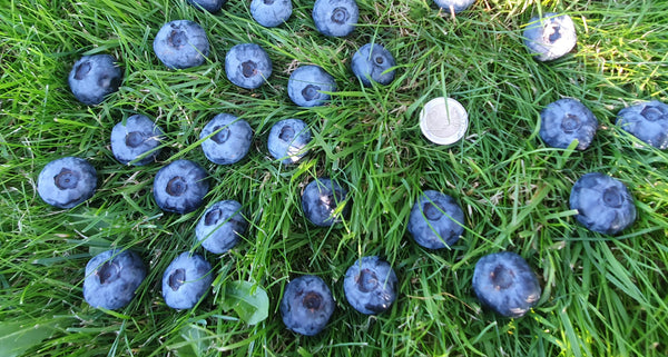 Šilauogė Chandler Background