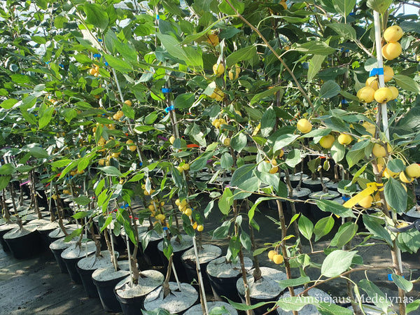 Rojaus obelis Butterball (vazone)