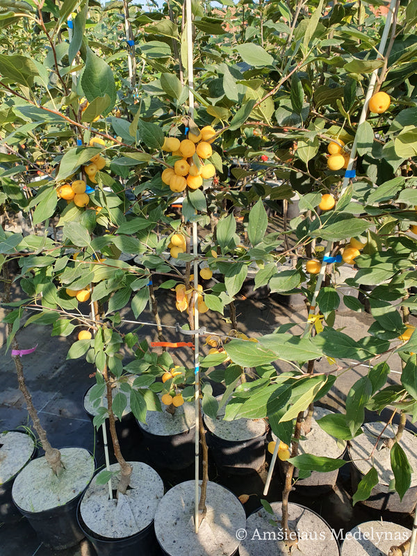 Rojaus obelis Butterball (vazone)