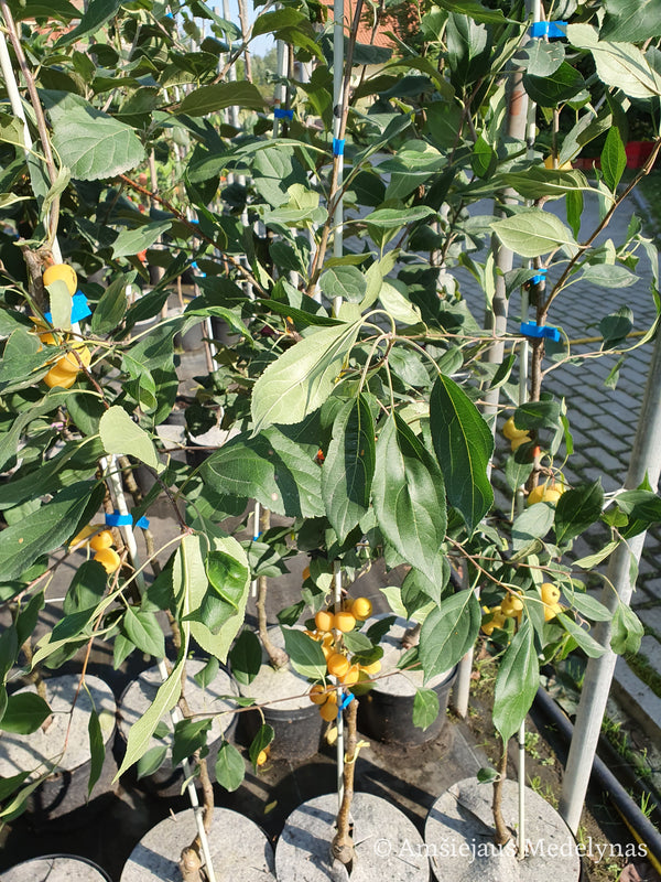 Rojaus obelis Butterball (vazone)