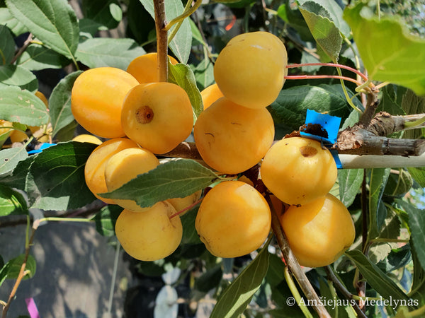 Rojaus obelis Butterball (vazone)