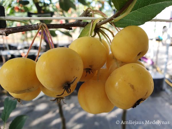 Rojaus obelis Butterball (vazone)