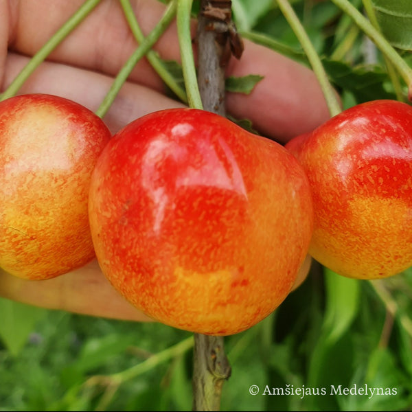 Trešnė Ringaudė (vazone)