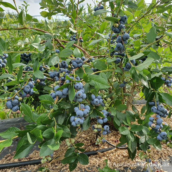 Šilauogė Bluecrop (trimetė)