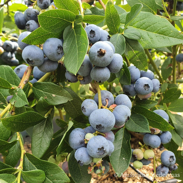 Šilauogė Bluecrop (trimetė)