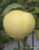 Obelis Baltasis alyvinis (vazone)