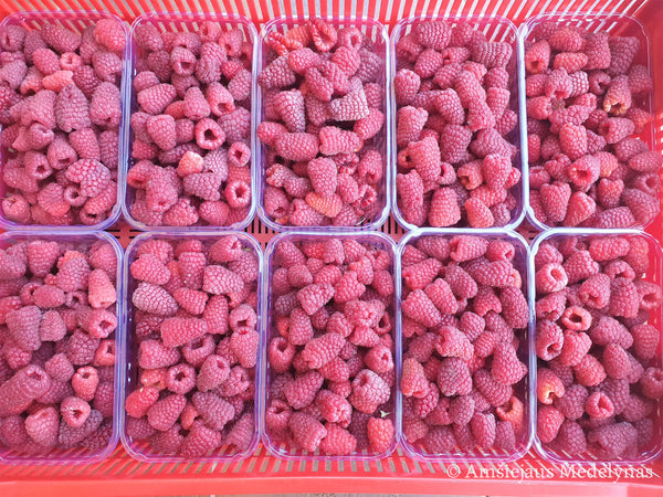 Vasarinė avietė Przehyba (pakuotė 5 vnt. + 1 vnt. dovanų)