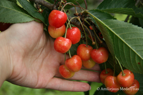Trešnė Ringaudė (vazone)