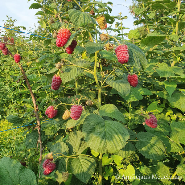 Vasarinė avietė Przehyba (pakuotė 5 vnt. + 1 vnt. dovanų)