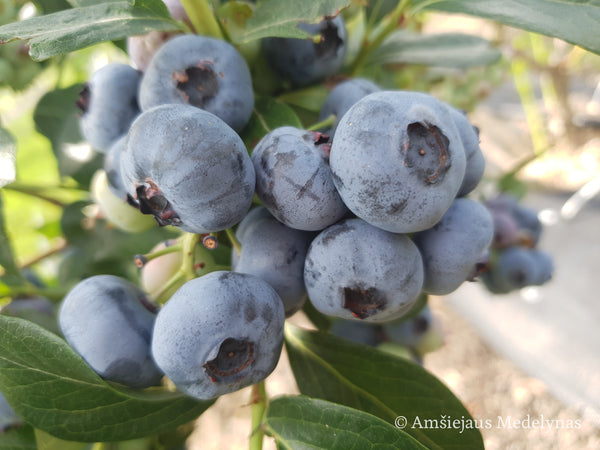Šilauogė Bluecrop (trimetė)
