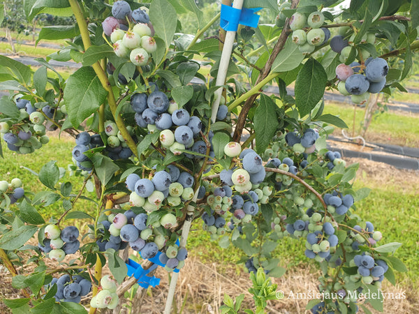 Šilauogė Bluecrop (trimetė)