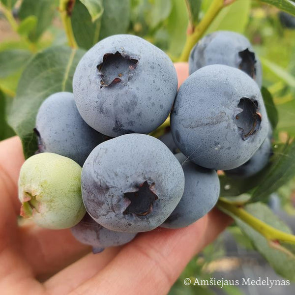 Šilauogė Bluecrop (trimetė)