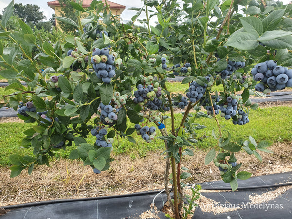 Šilauogė Bluecrop (trimetė)