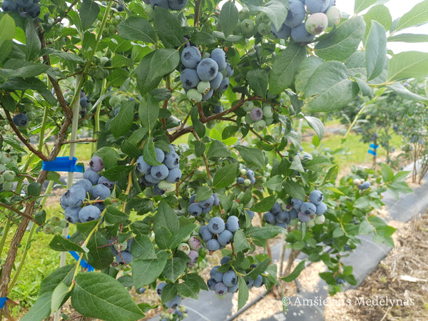 Šilauogė Bluecrop (trimetė)