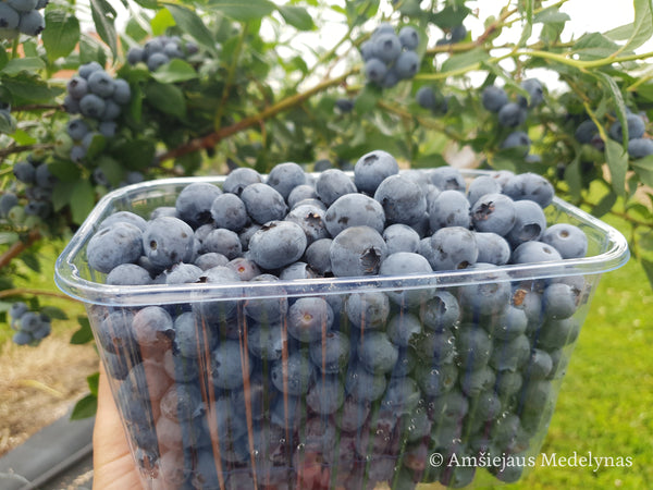 Šilauogė Bluecrop (trimetė)