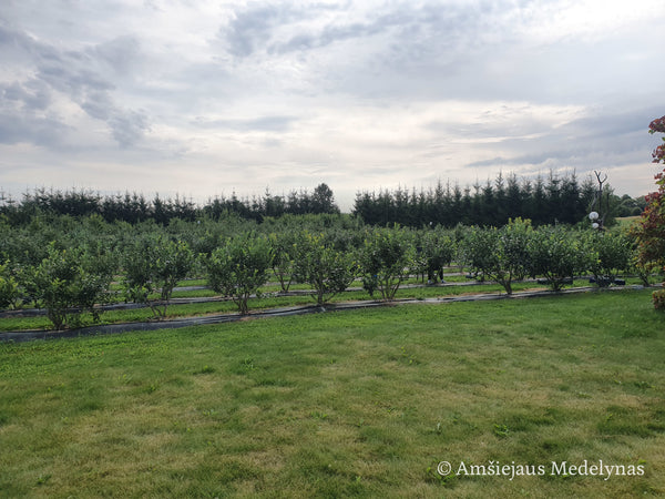 Šilauogė Bluecrop (trimetė)