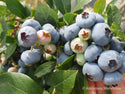 Šilauogė Bluecrop (trimetė)