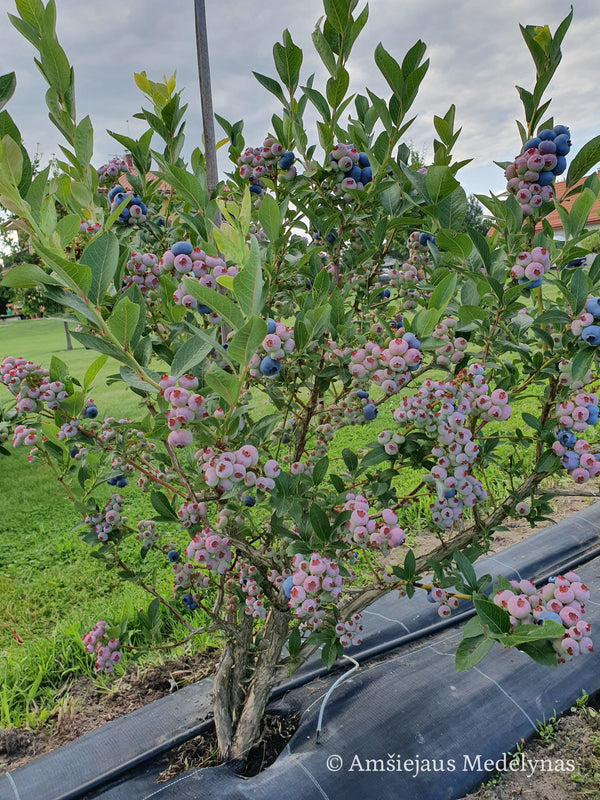 Šilauogė Chandler (trimetė)